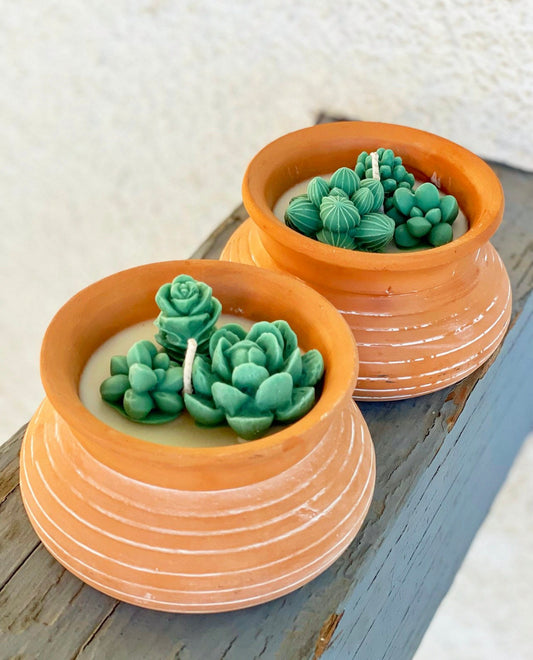 Potted Succulent Arrangement