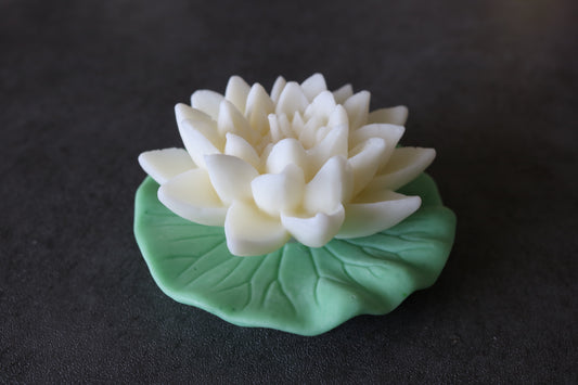 Waterlily